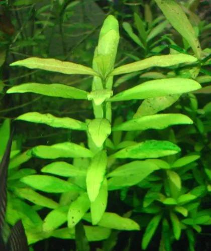 Dwarf Hygrophila