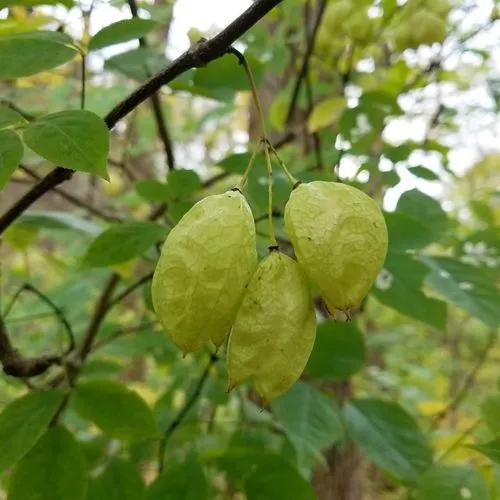 American Bladdernut