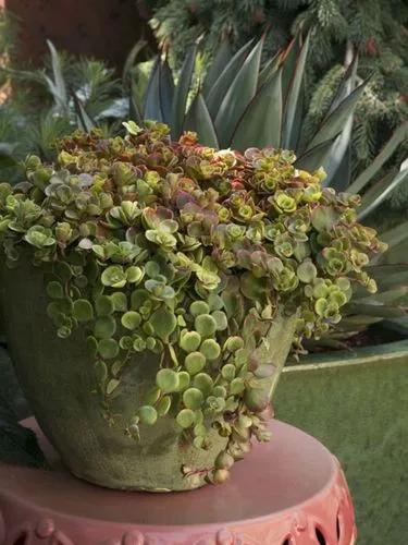 Sedum tetractinum