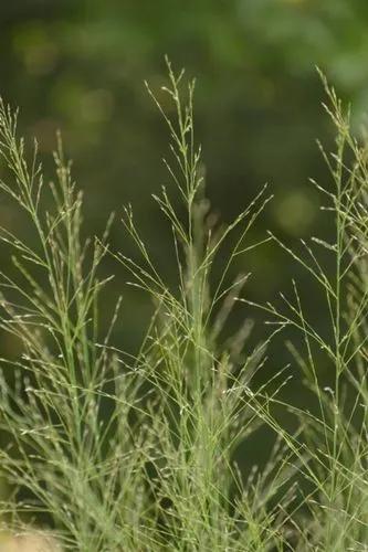Fall Panicgrass