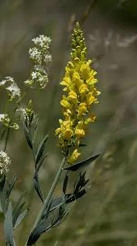 Narrow-Leaved Toadflax