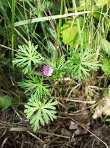 Long-Stalked Crane'S-Bill