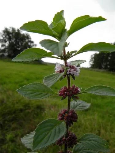 Corn Mint