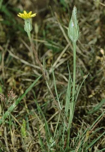 Slotted Broadleaf Goat