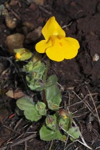 Monkey Flower