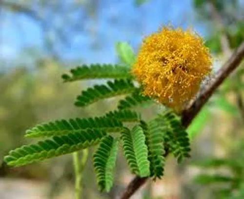 Vachellia Acacia