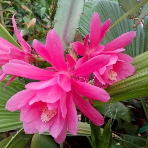 Epiphyllum Phyllanthus