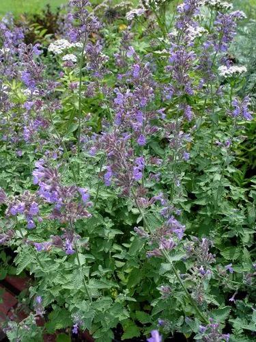 Catmint Walker’s Low