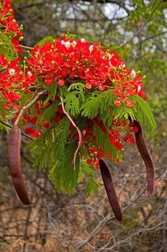 Royal Poinciana