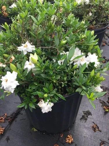 Radicans Dwarf Gardenia