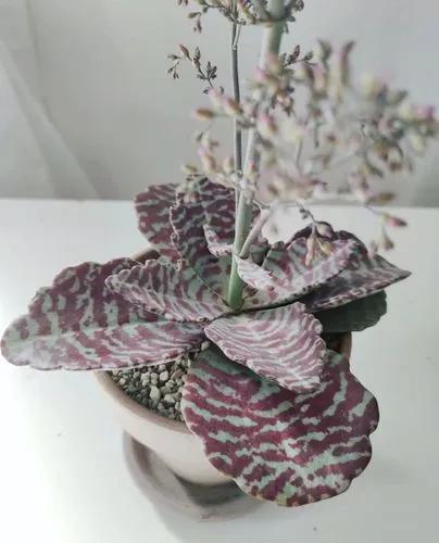 Kalanchoe Humilis