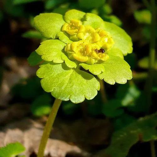 Alternate-leaved Golden Saxifrage