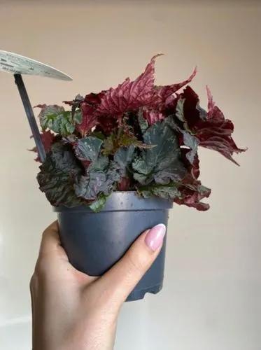 Begonia Royal Velour