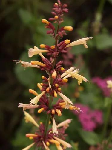 Agastache “summer Melon”