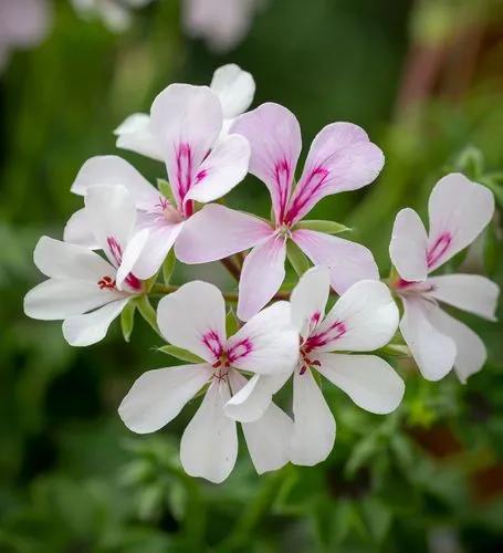 Ivy-leafed Geranium