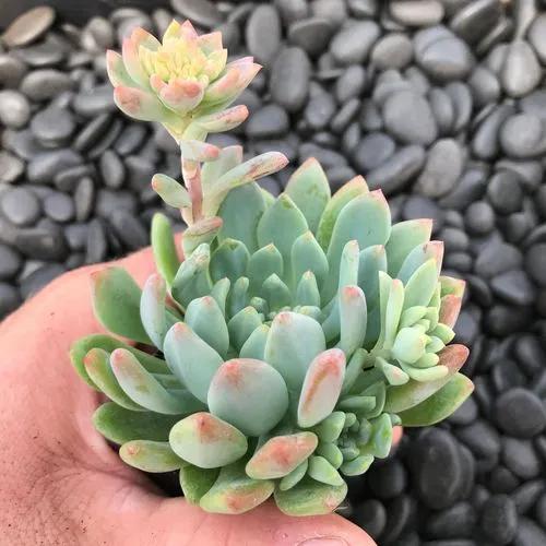 Sedeveria Hybrid Succulent