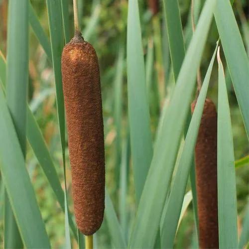 Broadleaf Cattail