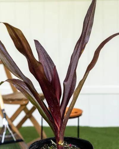 Augustum Giant Crinum Lily