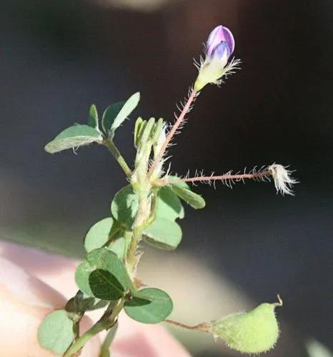 Grona Triflora