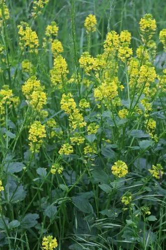 Garden Yellow Rocket