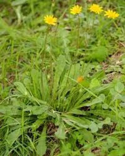 Tuber Hawkbit