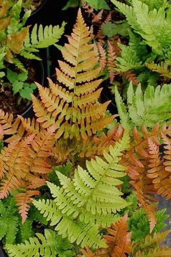 Autumn fern