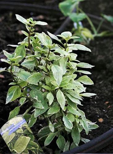 Pesto Perpetuo (basil)