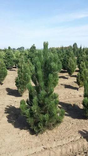 Bosnian pine