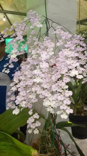 Cuitlauzina Pendula