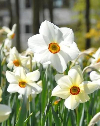 Poet's narcissus