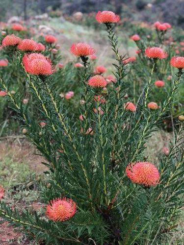 Pincushion Protea