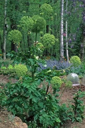 American Angelica