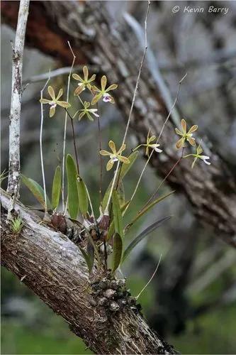 Florida Butterfly Orchid