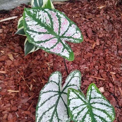 Elephant Ear 'junior Improved'