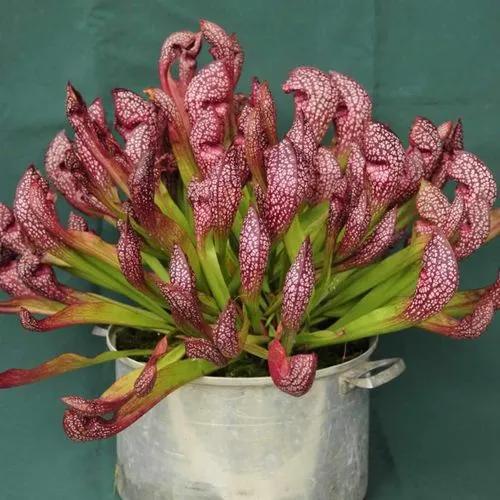 Parrot Pitcherplant