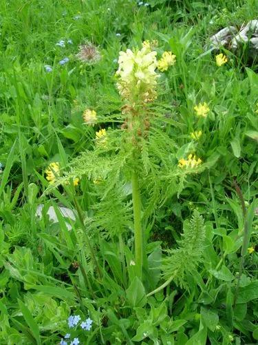 Pedicularis Foliosa