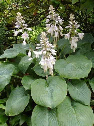 Siebold's Plantain Lily