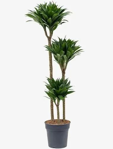 Dracaena Janet Craig