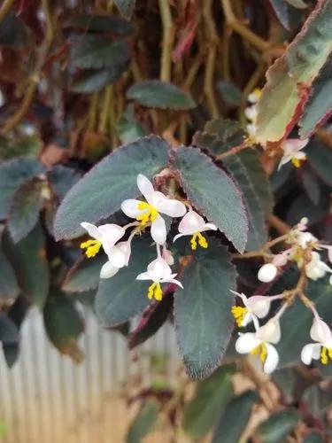 Begonia ‘brazilian Lady’