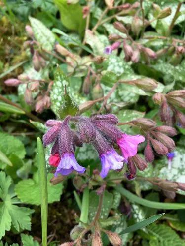 Common Lungwort