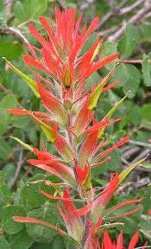 Castilleja Miniata