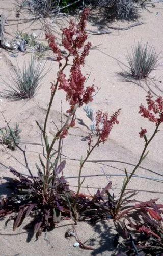 Rumex Thyrsoides