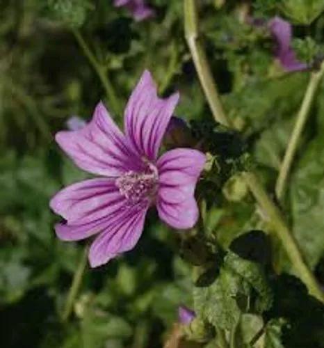 Common Mallow