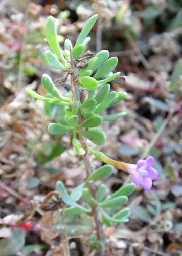Lycium Intricatum