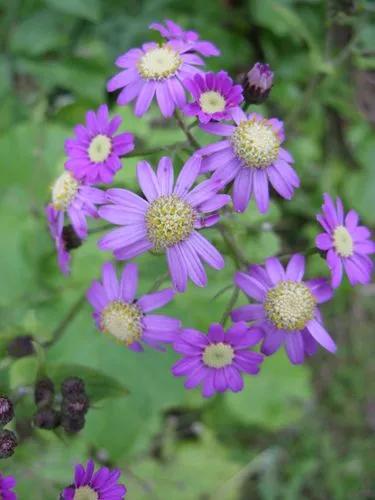 Pericallis Steetzii