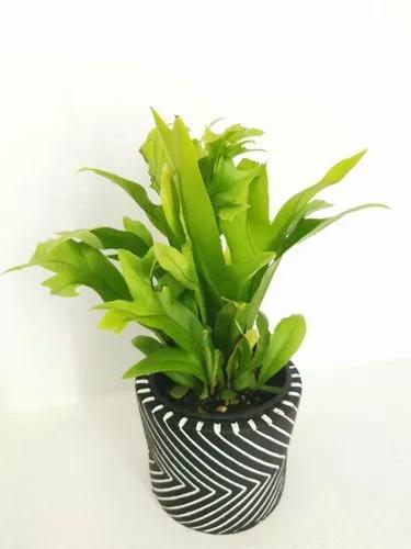 Microsorum Green Flame