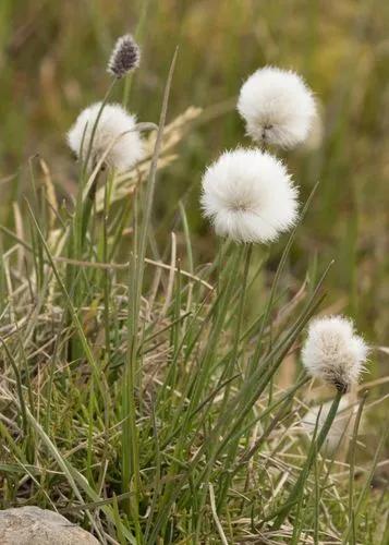 Eriophorum Scheuchzeri