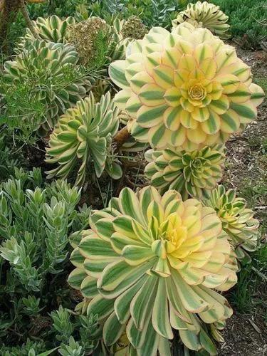 Sunburst Aeonium