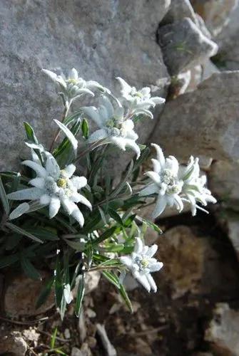 Edelweiss