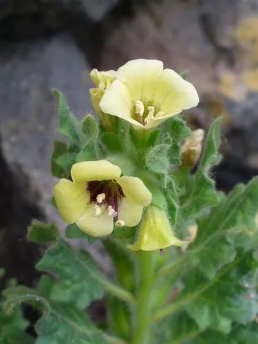 White Henbane